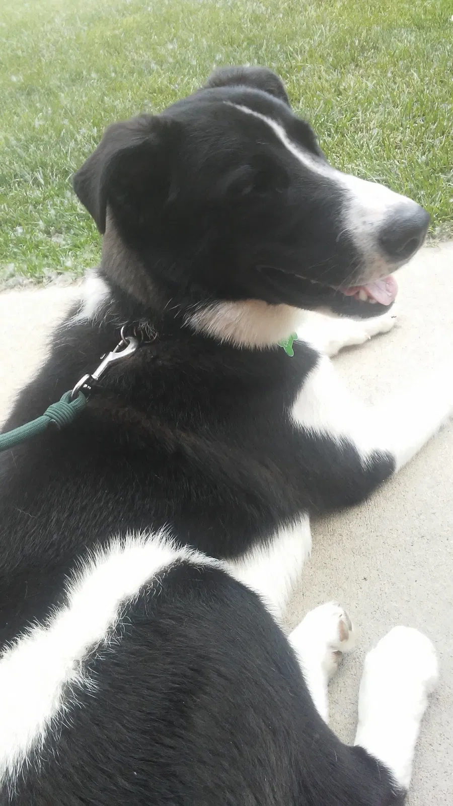 Lost dog in Forest Lake, MN, 55025