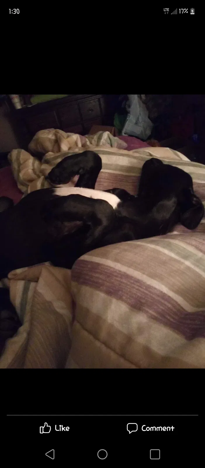 Lost dog in Conway, AR, 72032