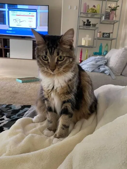Lost cat in Hutto, TX, 78634