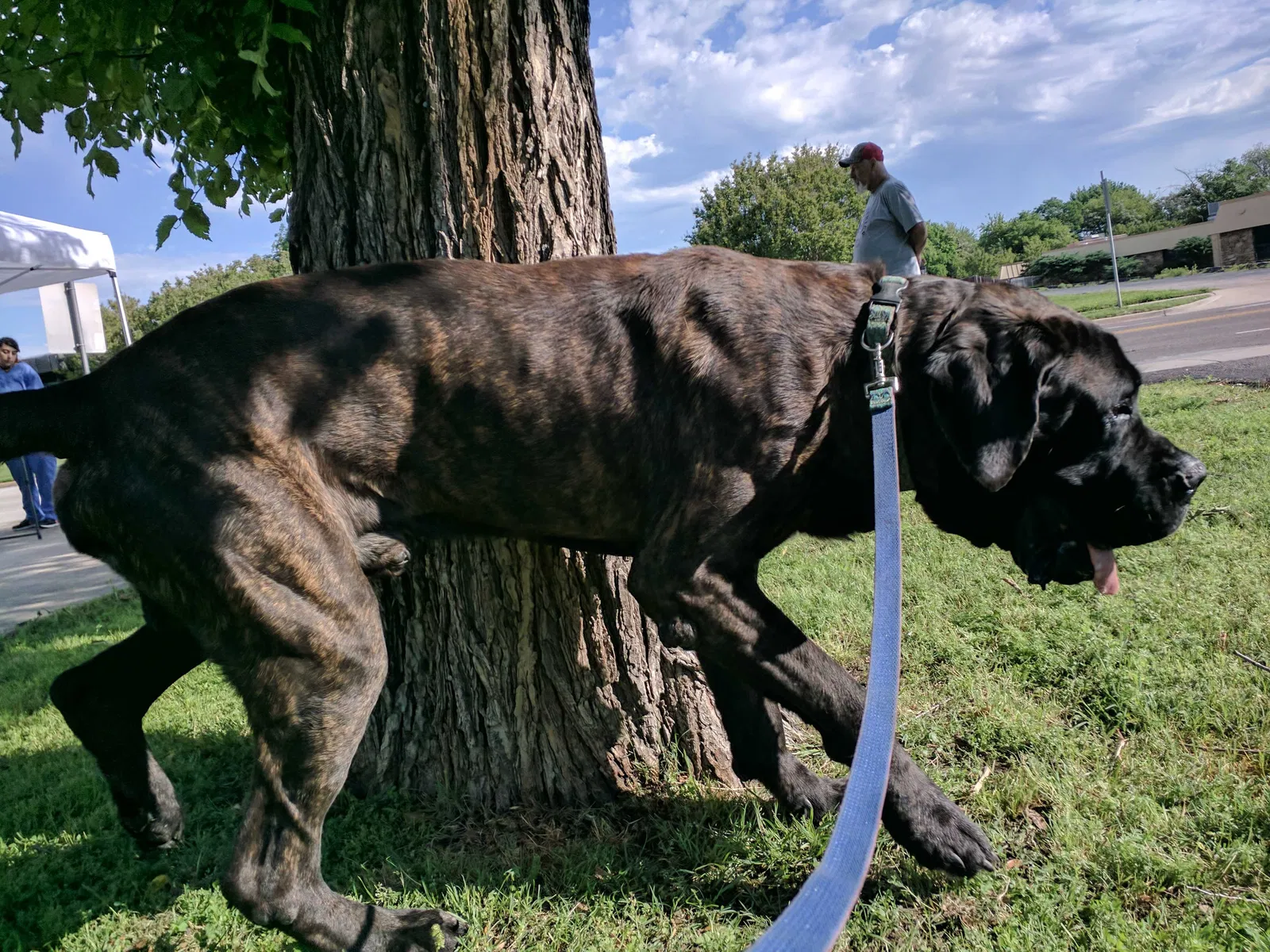Lost dog in Fort Worth, TX, 76103