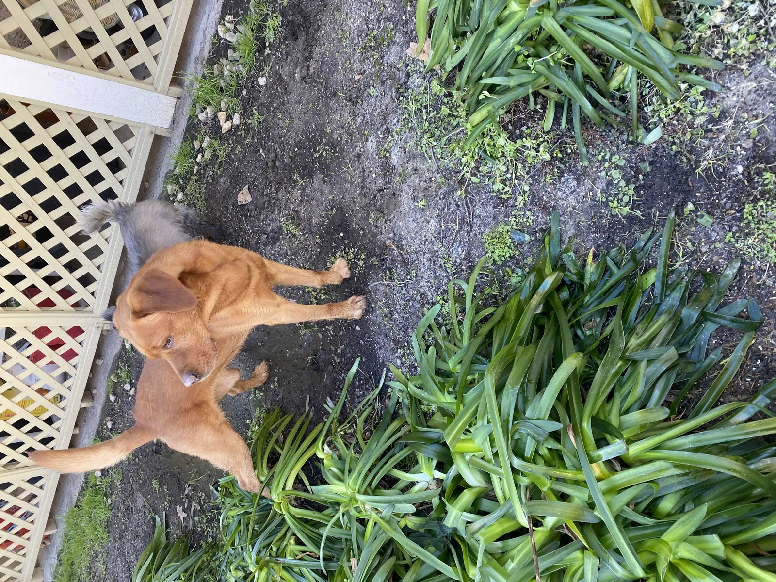 Found dog in Baton Rouge, LA, 70808