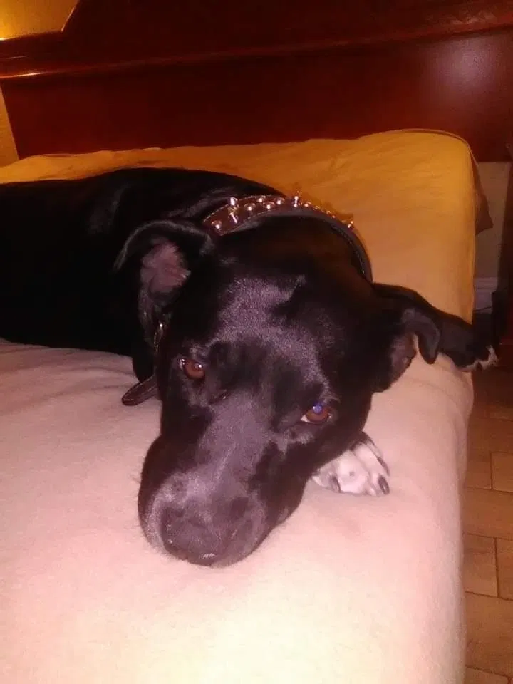 Lost dog in Antioch, CA, 94509