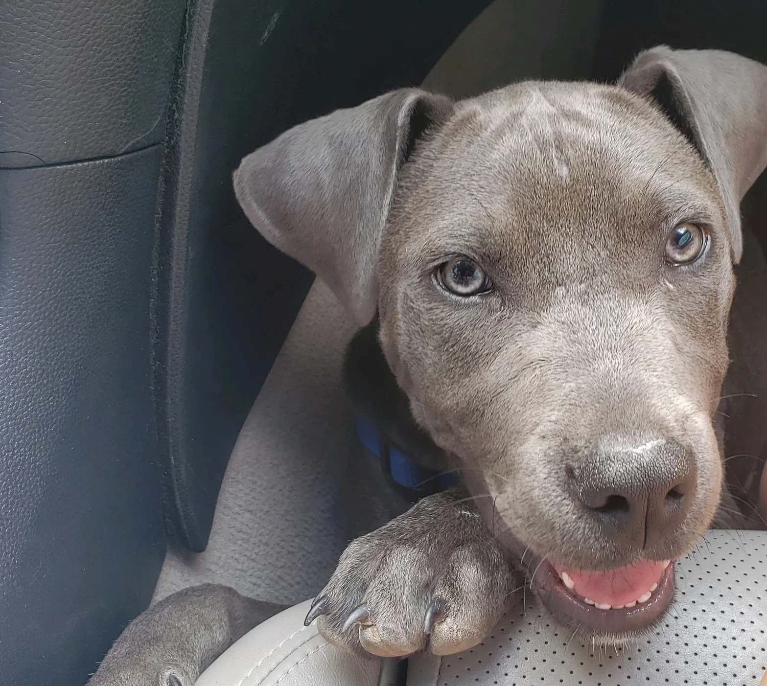 Lost dog in Unknown, TN, 31766