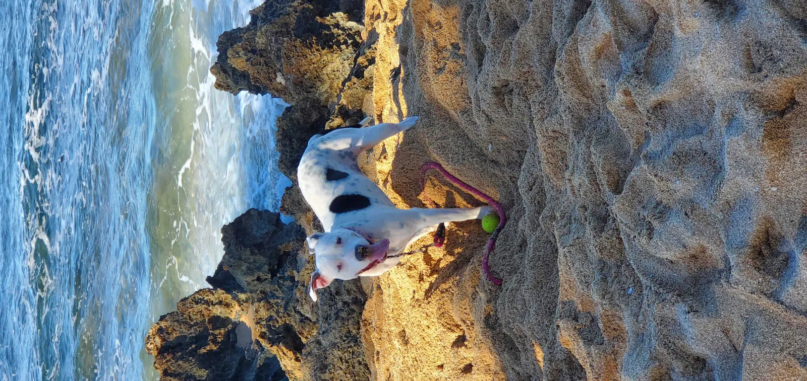 Lost dog in Waialua, HI, 96791
