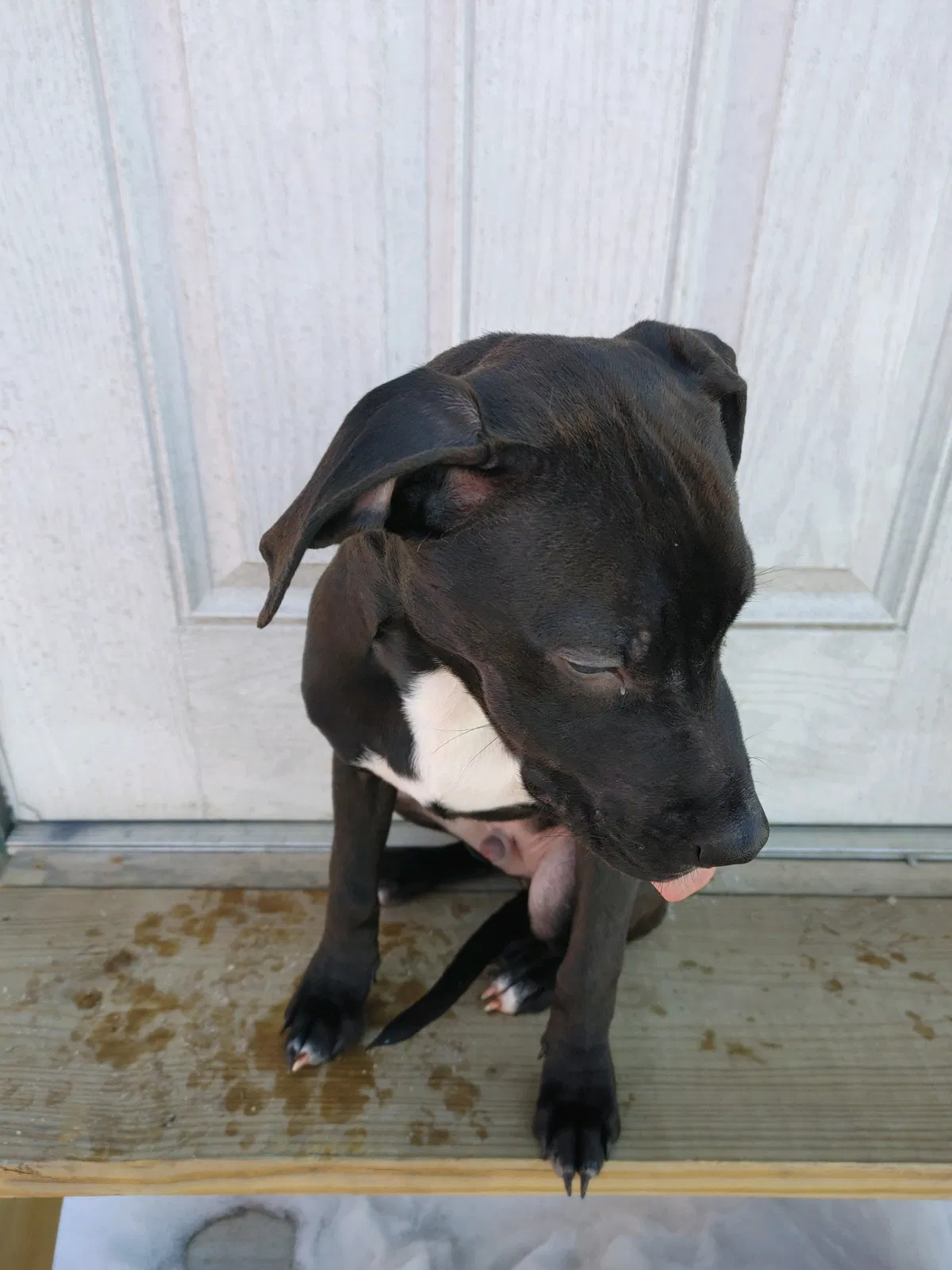 Lost dog in Claremore, OK, 74017