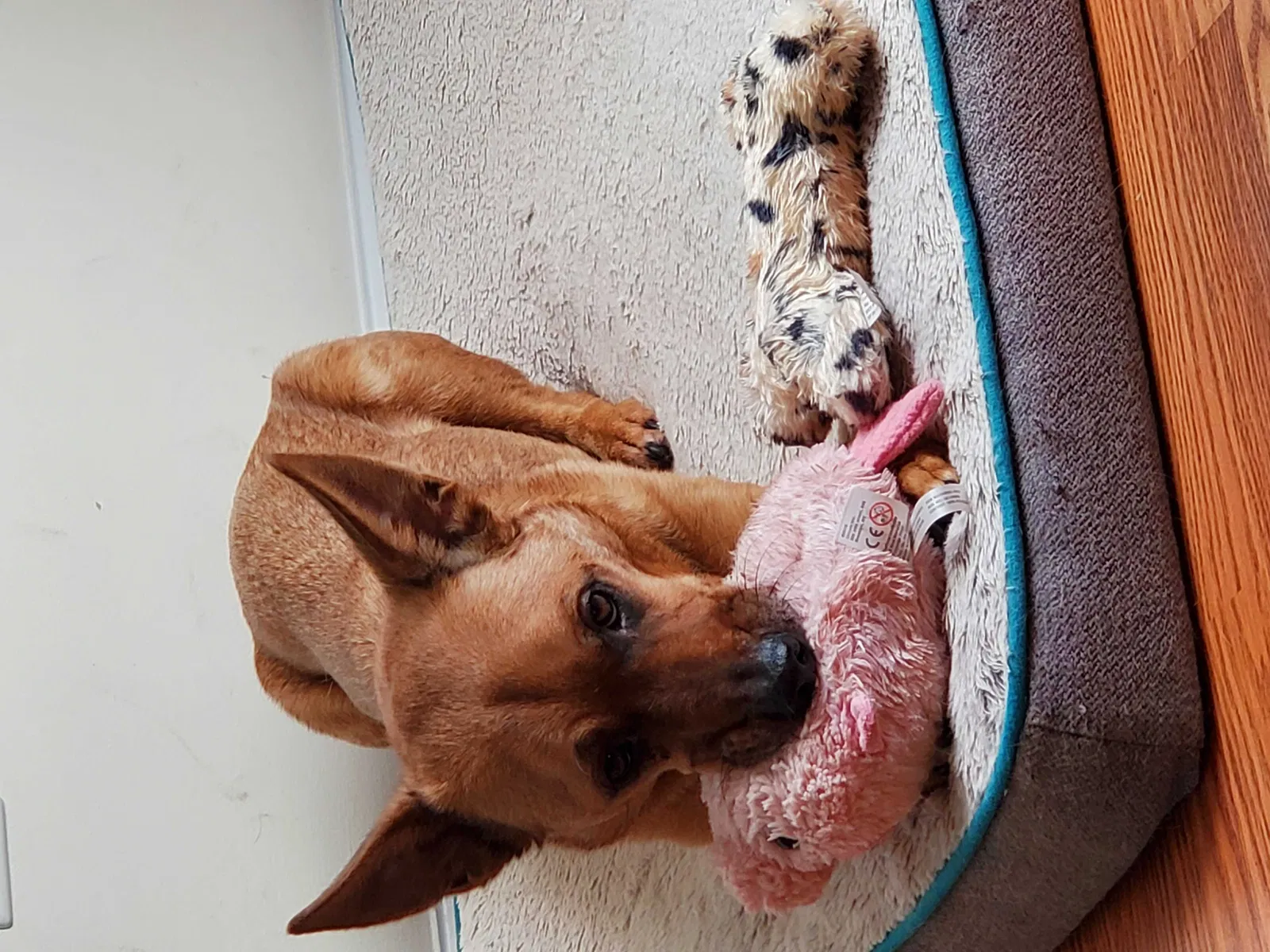 Lost dog in Fayetteville, NC, 28306
