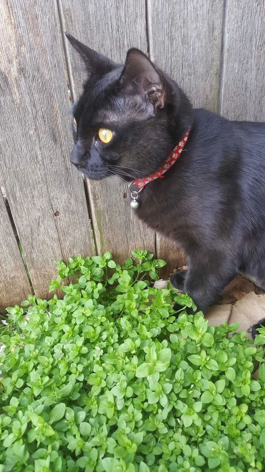 Lost cat in Edmond, OK, 73003