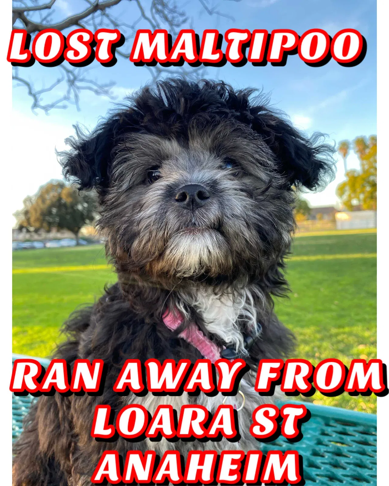Lost dog in Anaheim, CA, 92801