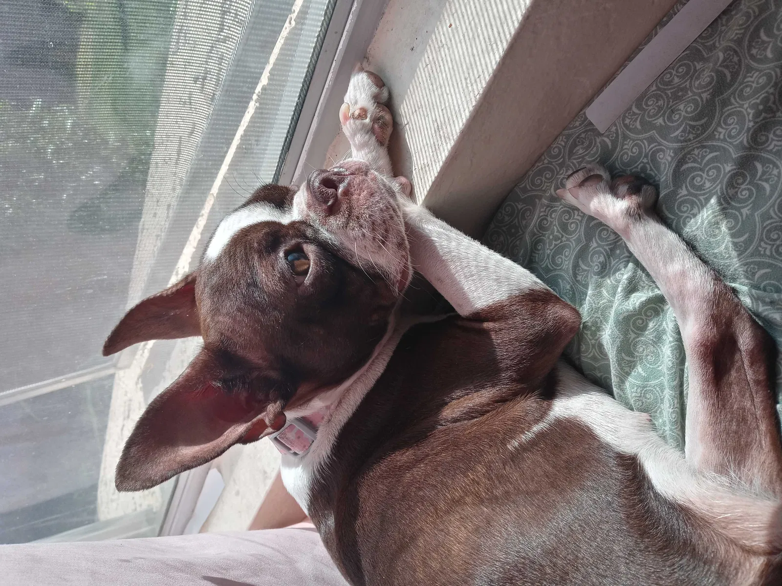 Lost dog in Glendale, AZ, 85302