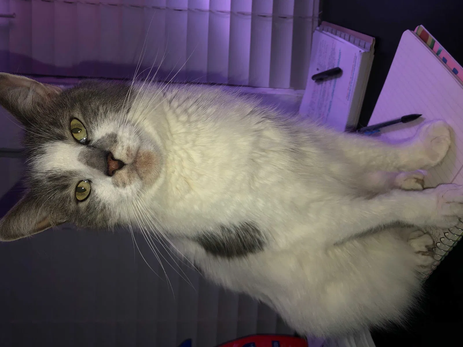 Lost cat in Saint Augustine, FL, 32080