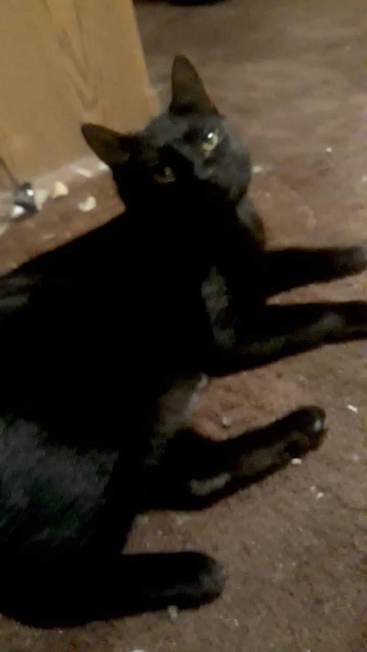 Lost cat in Stockton, CA, 95207