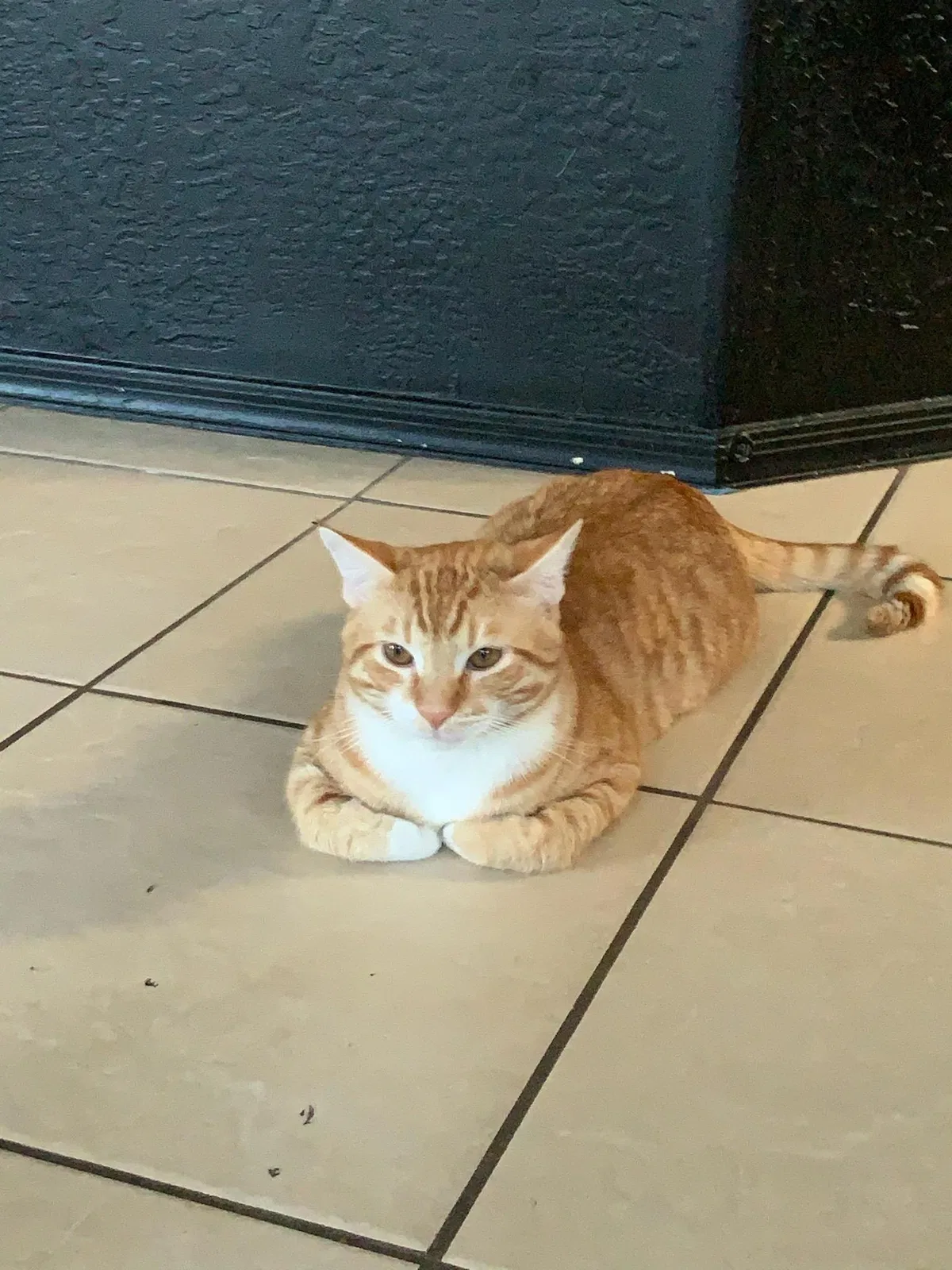 Lost cat in Litchfield Park, AZ, 85340