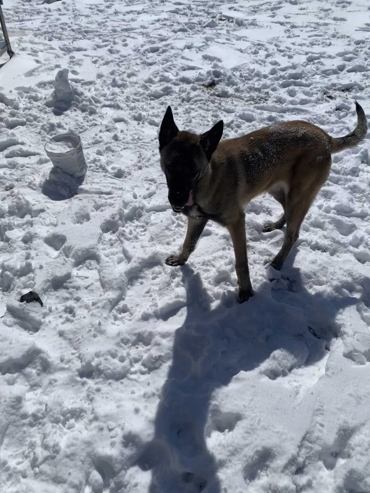 Lost dog in Dallas, TX, 75217