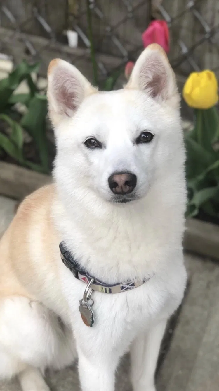 Lost dog in Chicago, IL, 60659