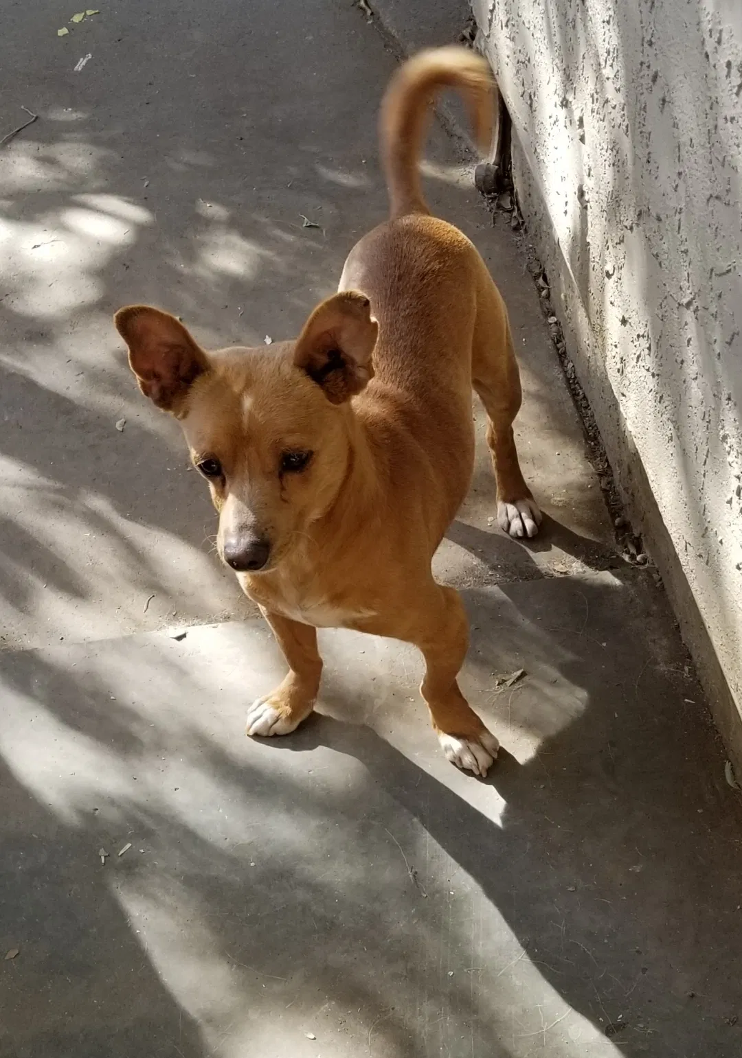 Lost dog in Spring Valley, CA, 91977