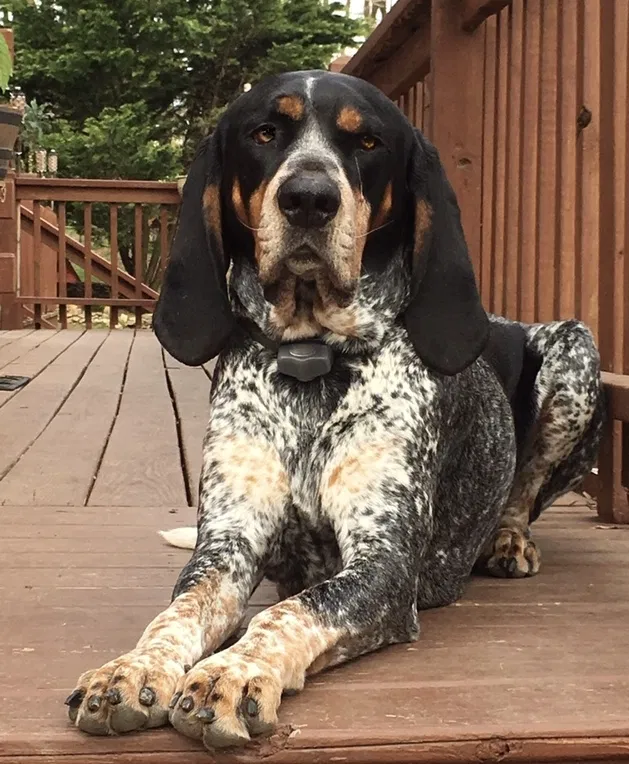 Lost dog in York, PA, 17406