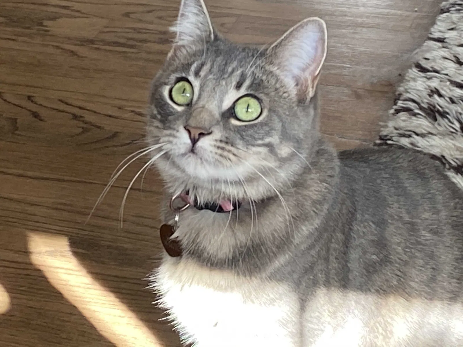 Lost cat in Fullerton, CA, 92831