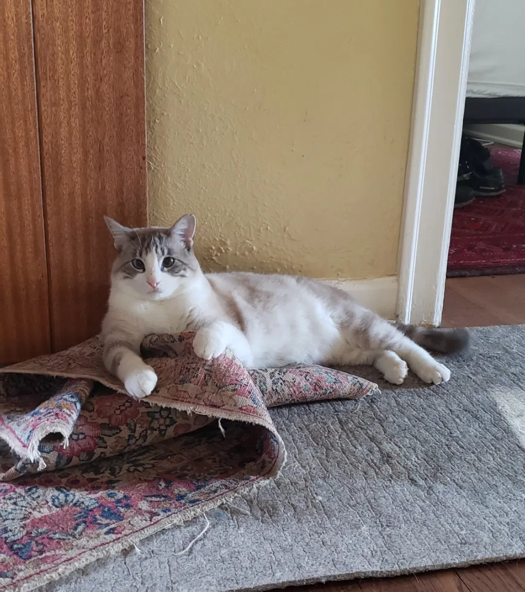 Lost cat in Seattle, WA, 98115