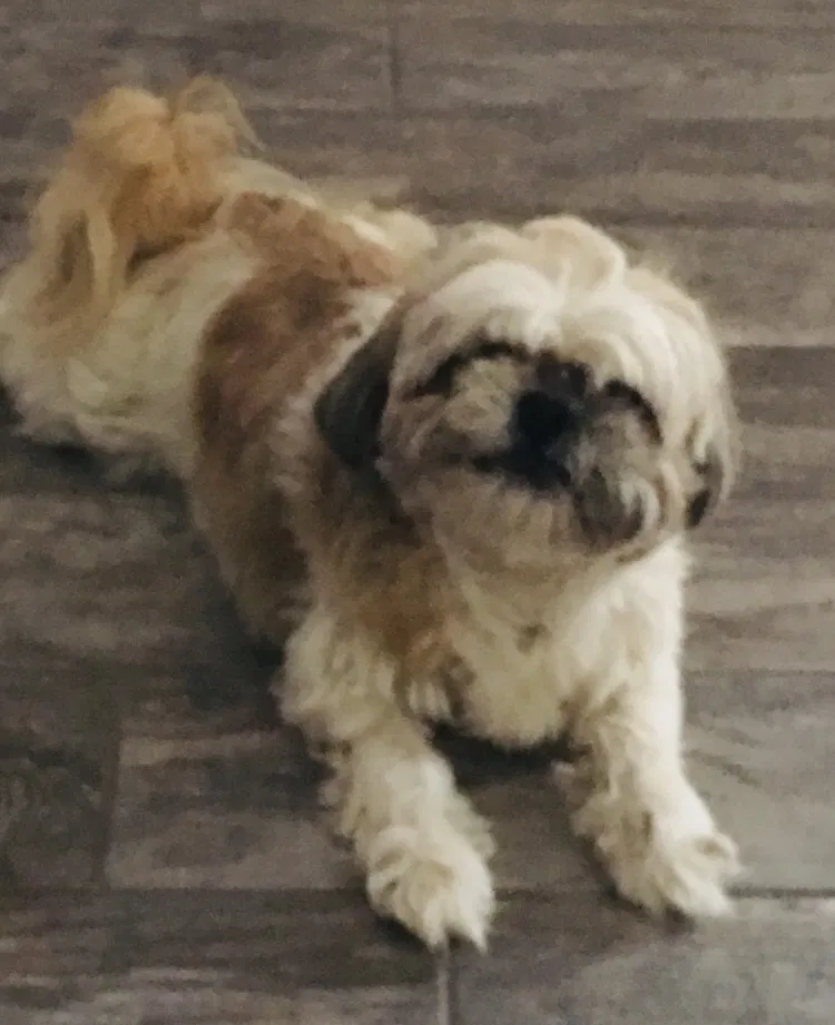 Lost dog in El Paso, TX, 79924