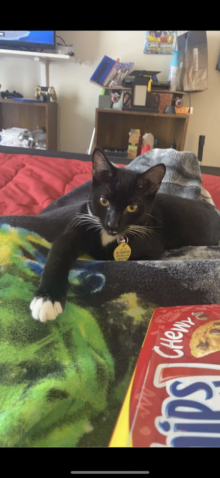Lost cat in Stone Mountain, GA, 30083