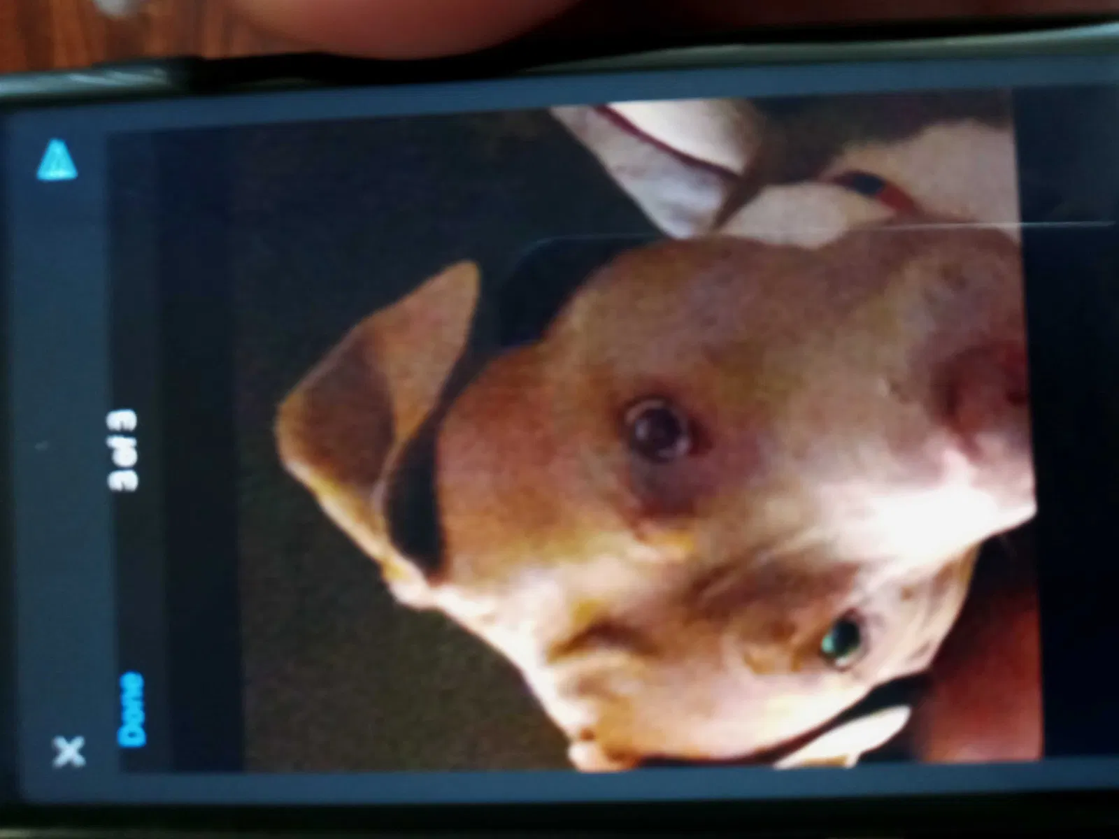 Lost dog in Temple Hills, MD, 20748