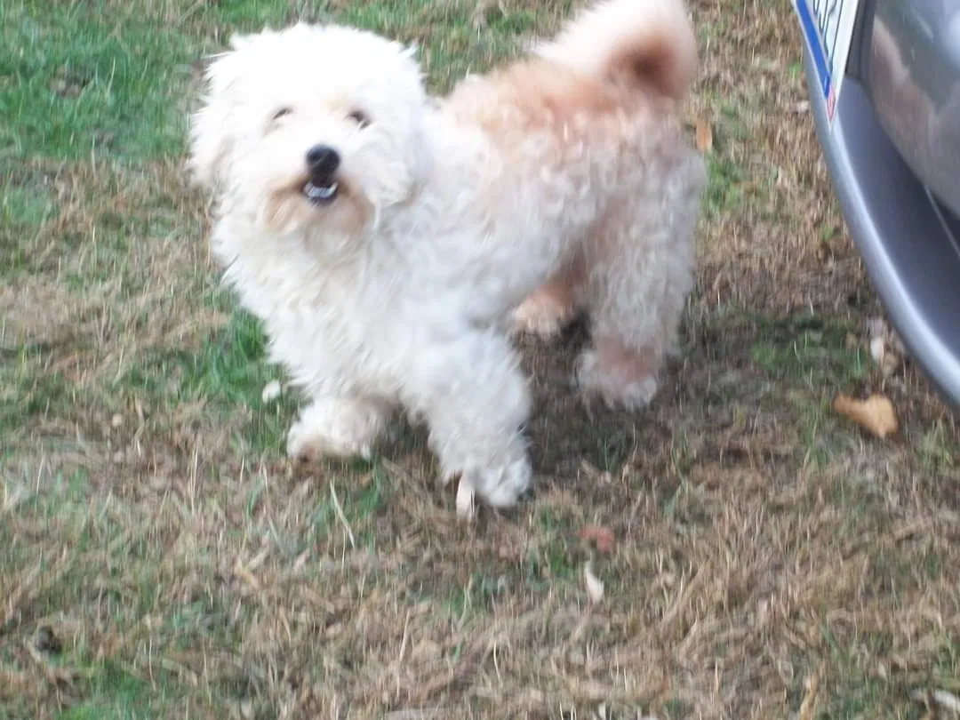 Lost dog in Columbus, OH, 43213