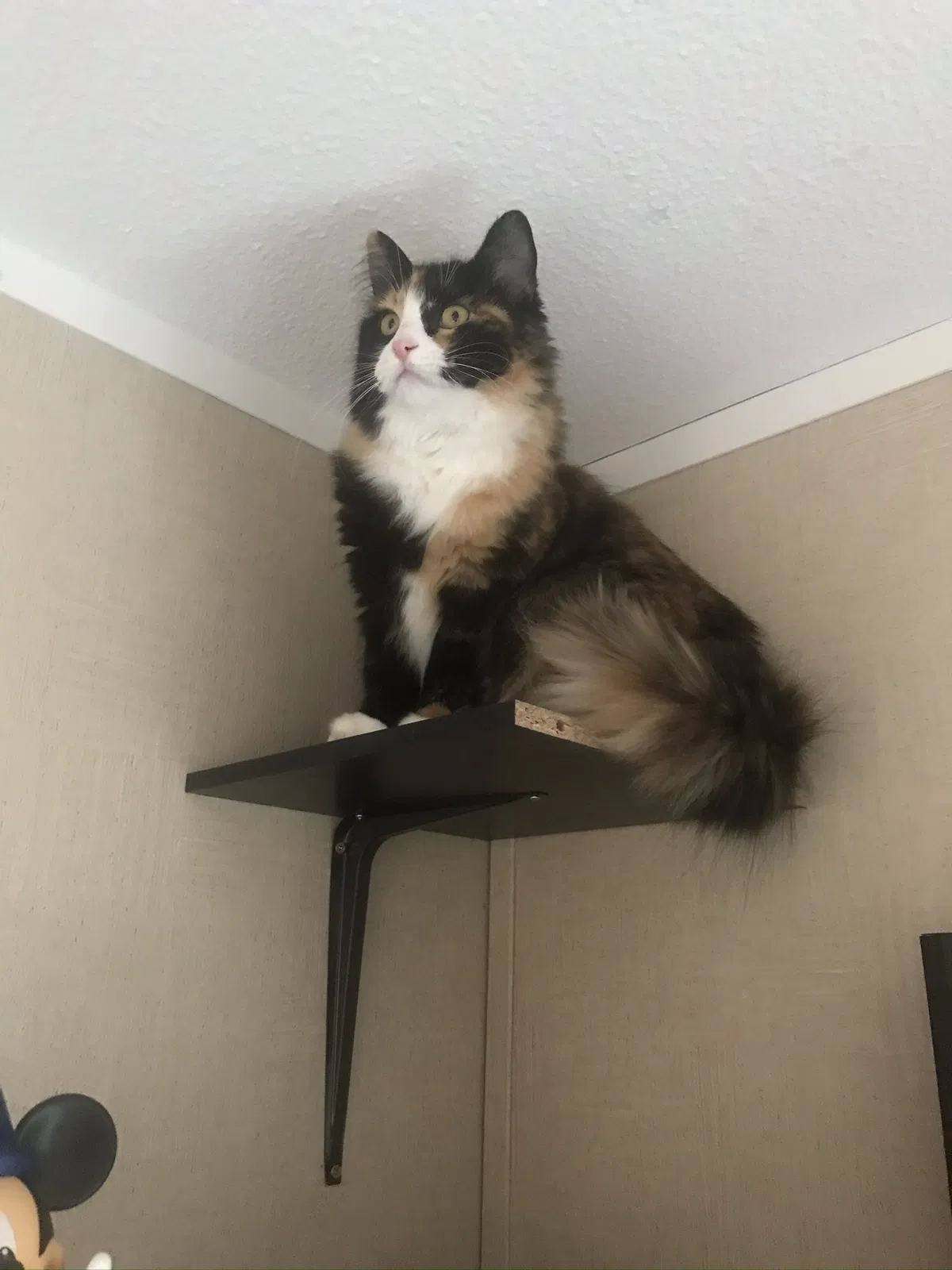 Lost cat in Hurricane, UT, 84737
