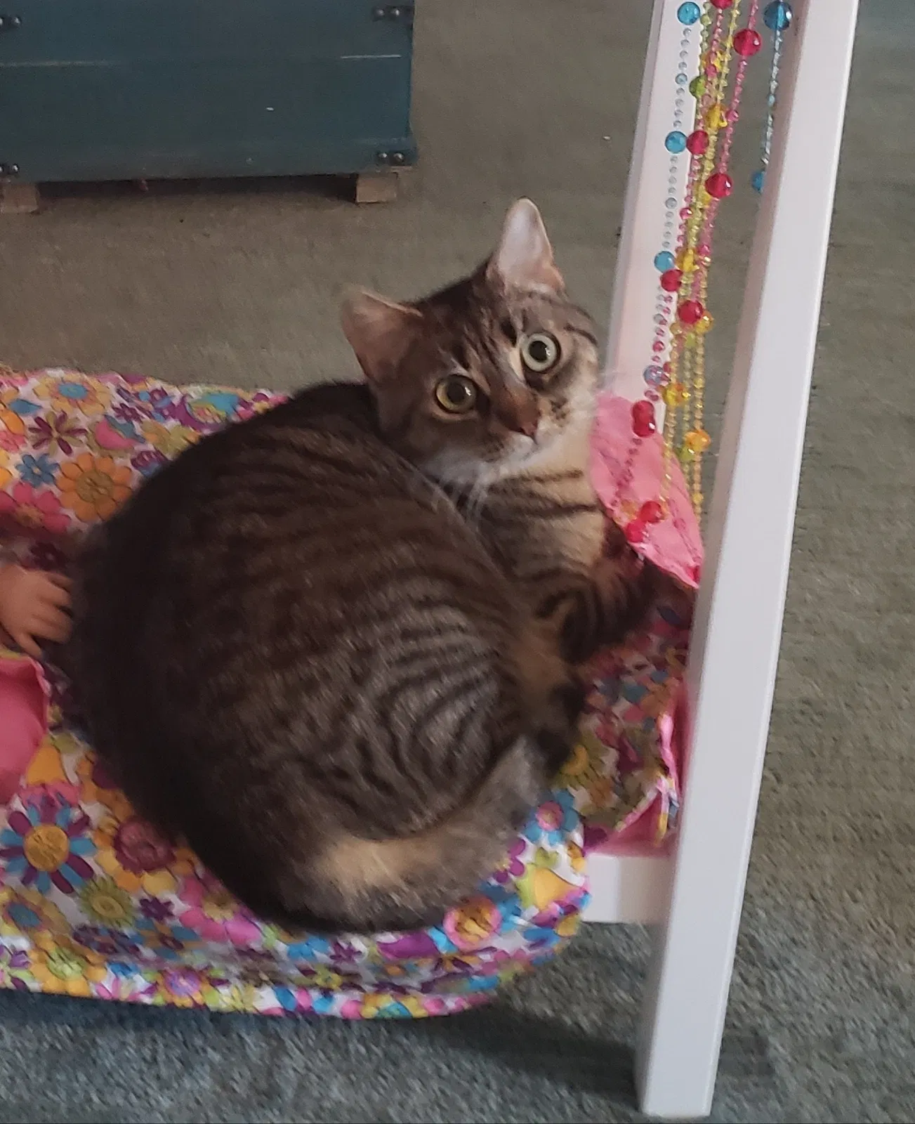 Lost cat in Palm Harbor, FL, 34683