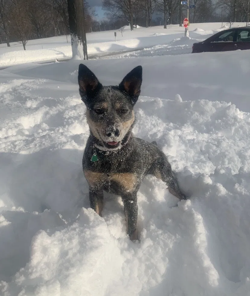 Lost dog in Cudahy, WI, 53110