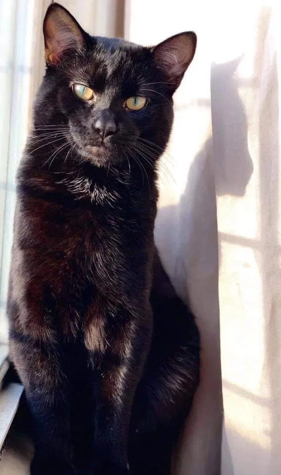 Lost cat in Melbourne, FL, 32935