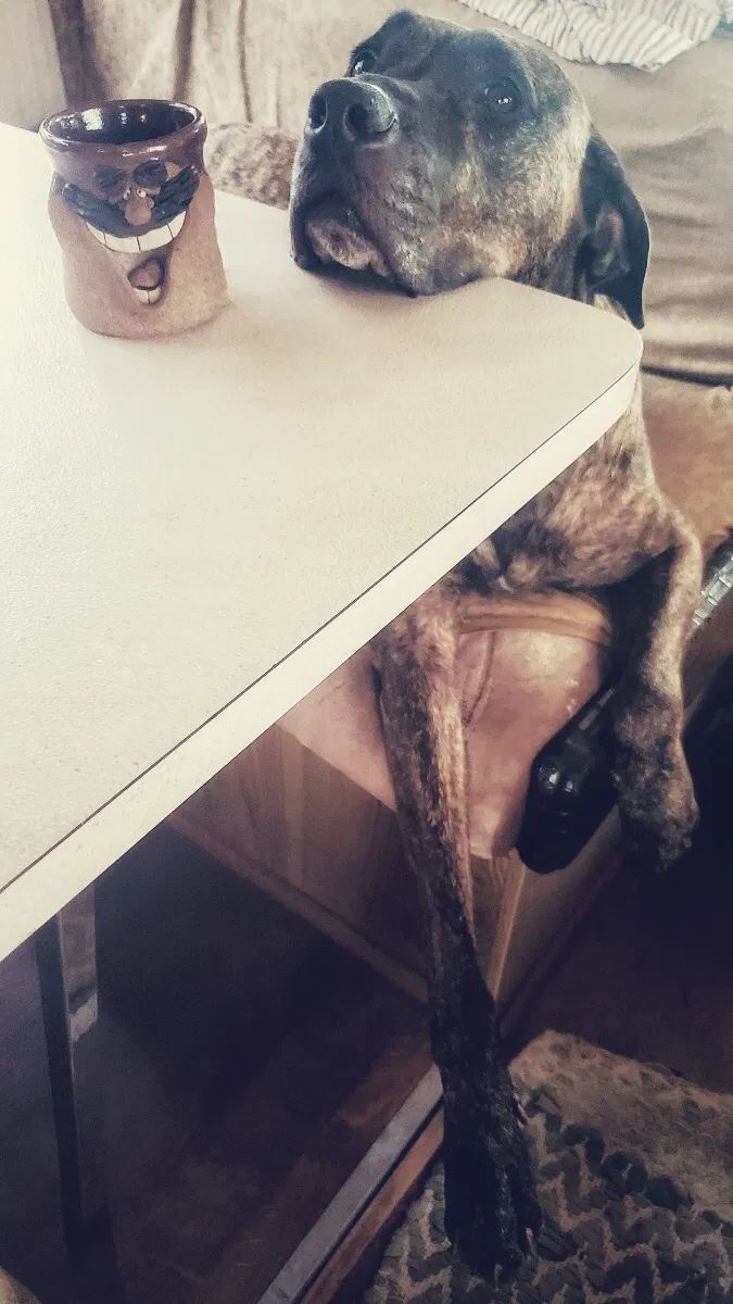 Lost dog in New Orleans, LA, 70117