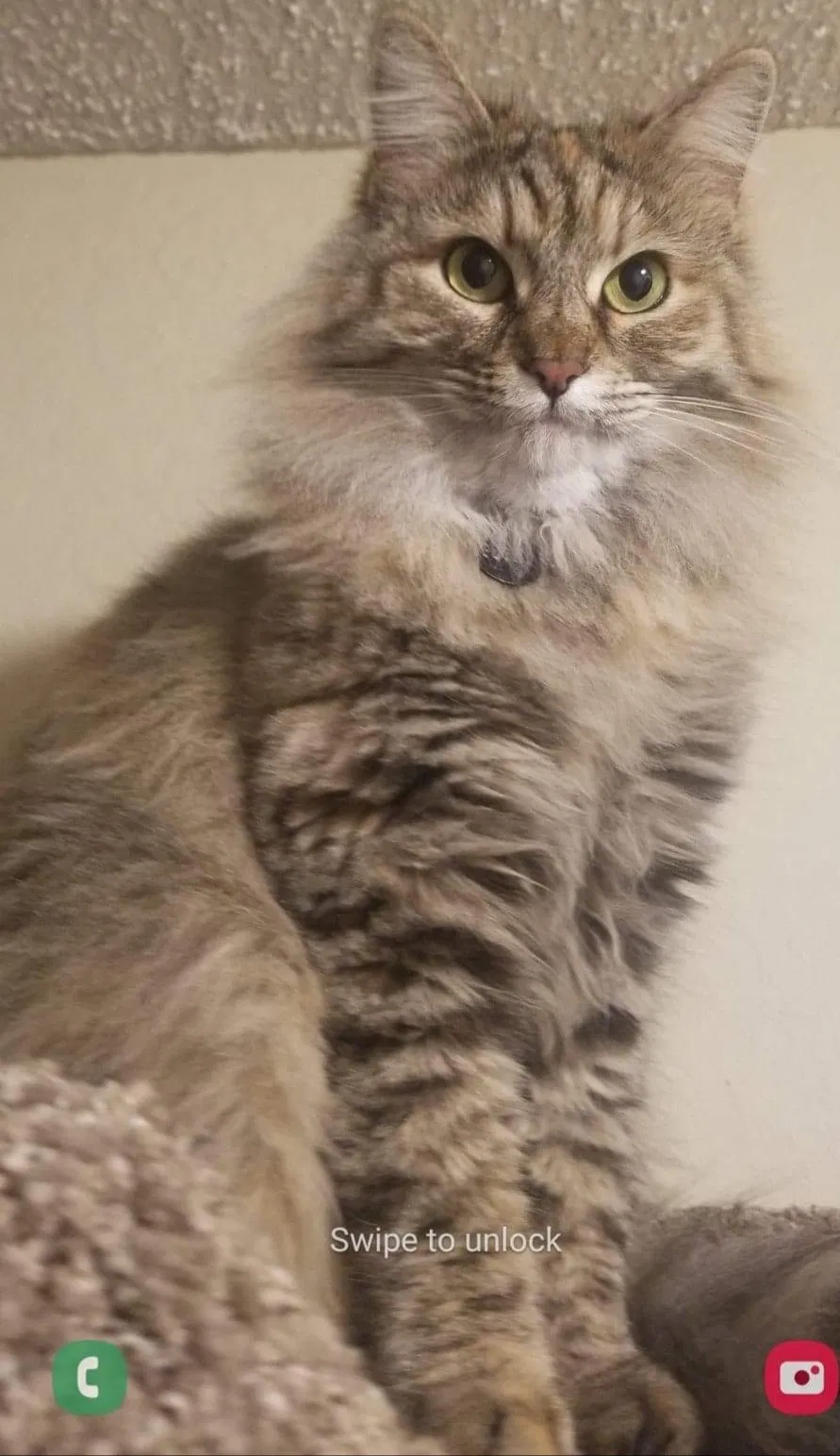 Lost cat in Sacramento, CA, 95815