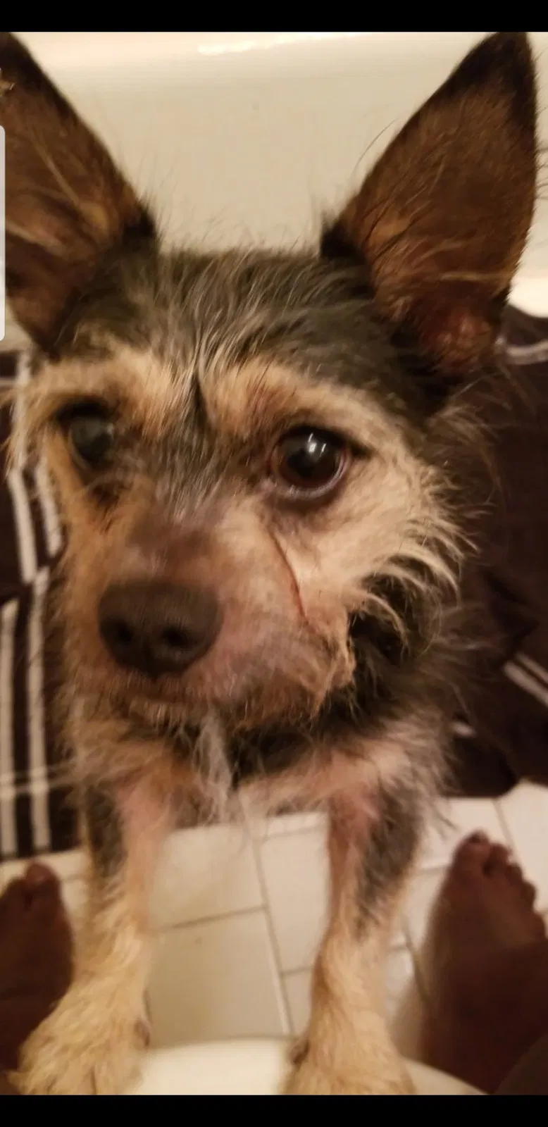 Lost dog in Nashville, TN, 37218