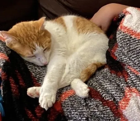 Lost cat in Shirley, NY, 11967