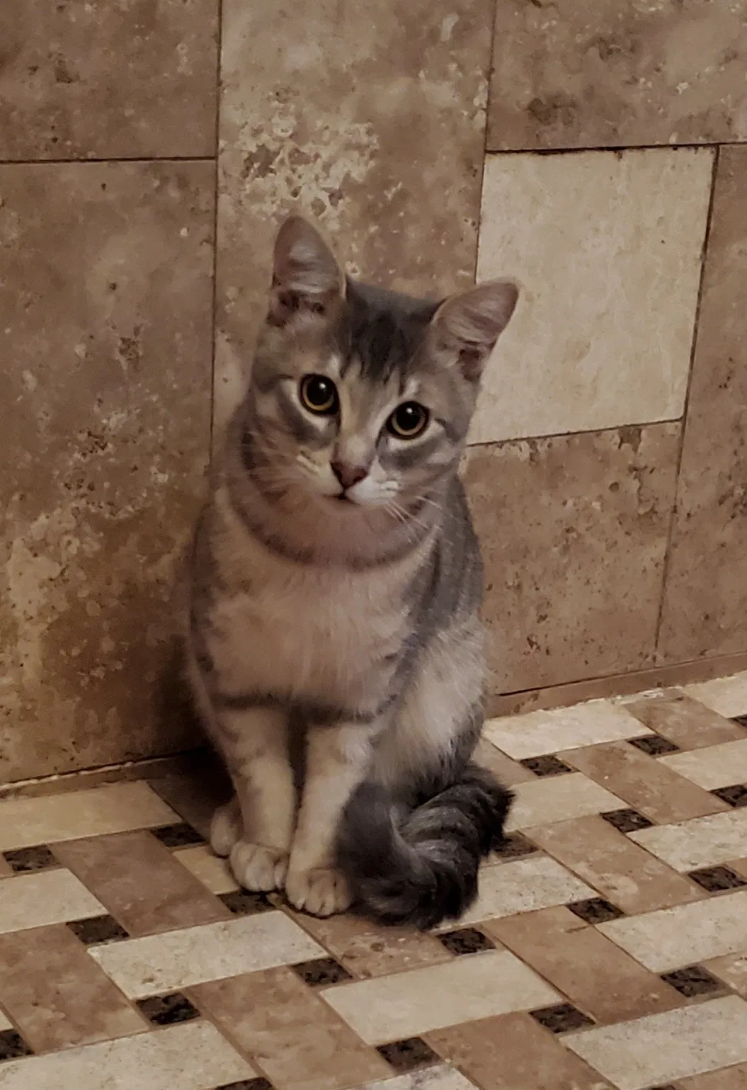 Lost cat in Chattanooga, TN, 37421