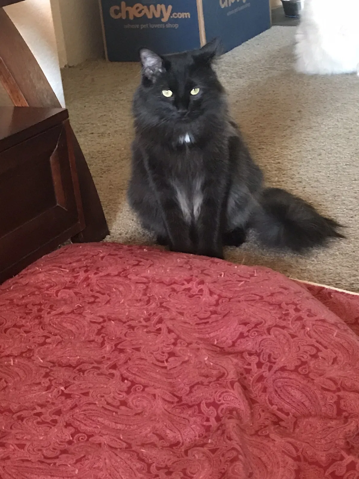 Lost cat in Pittsburg, CA, 94565