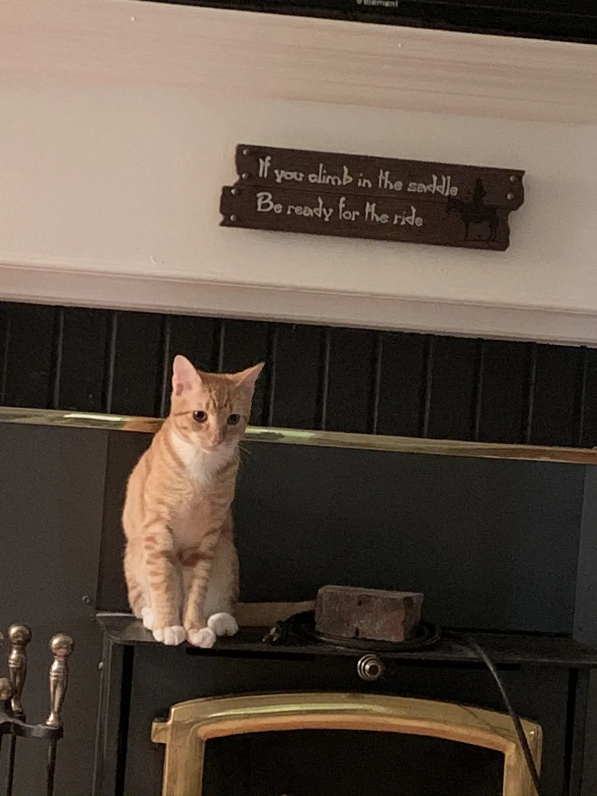 Lost cat in Gainesville, FL, 32607