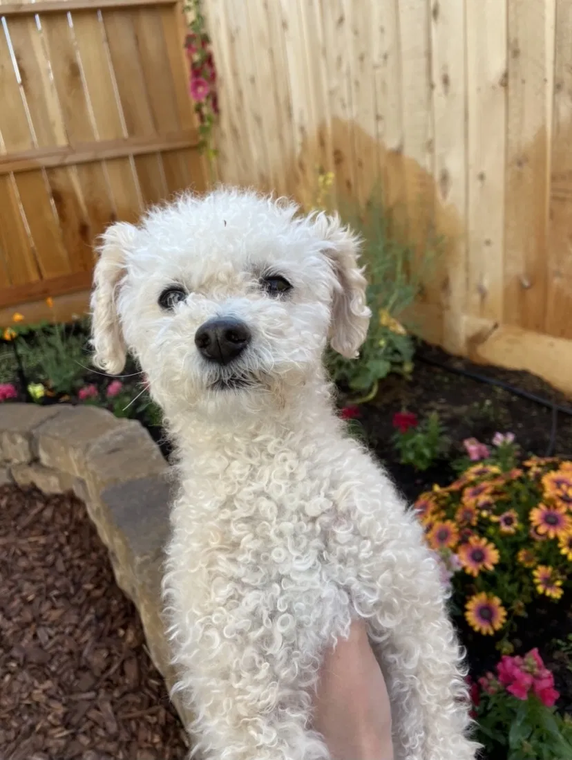 Lost dog in Clovis, CA, 93619