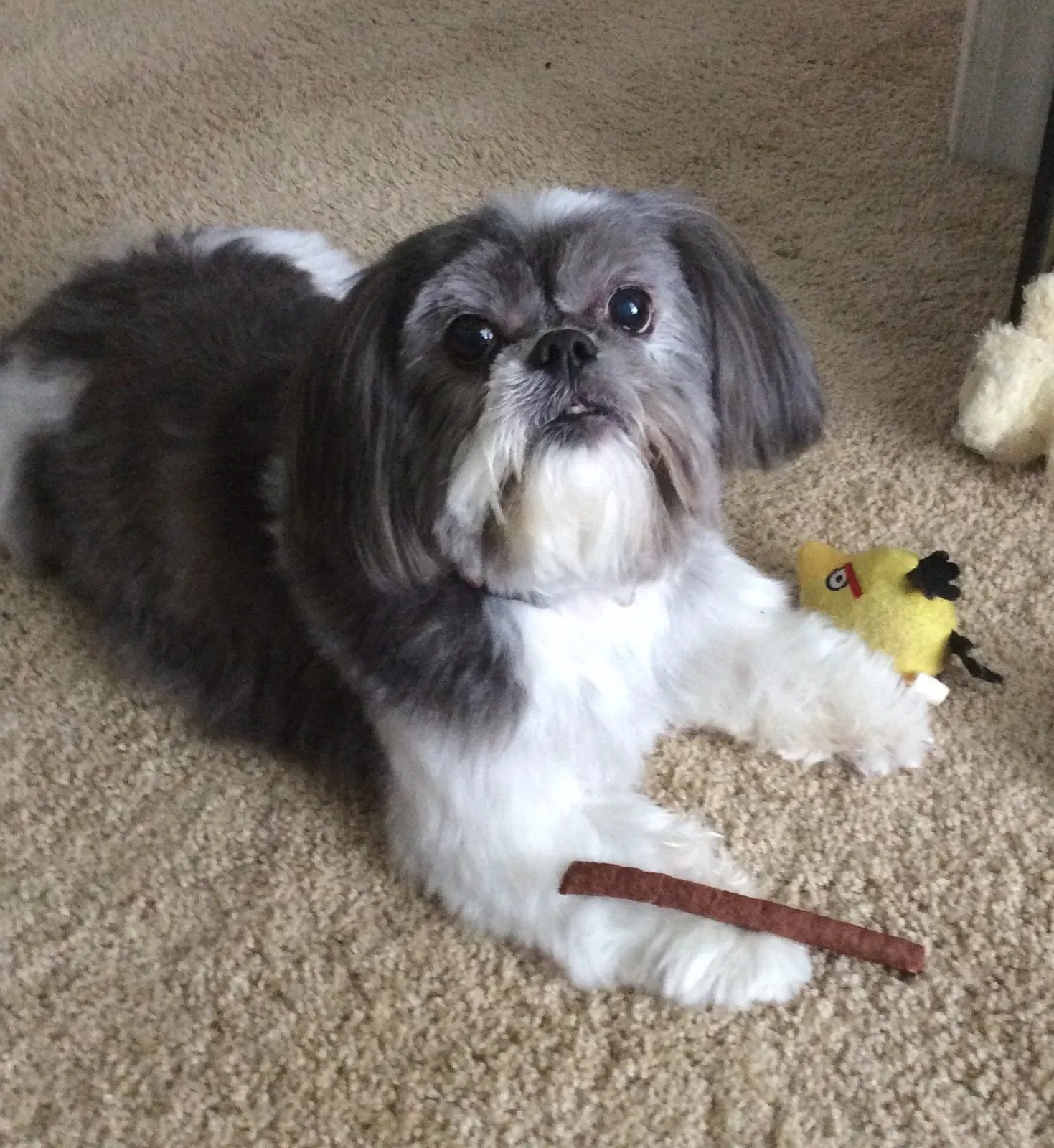 Lost dog in Snow Camp, NC, 27349