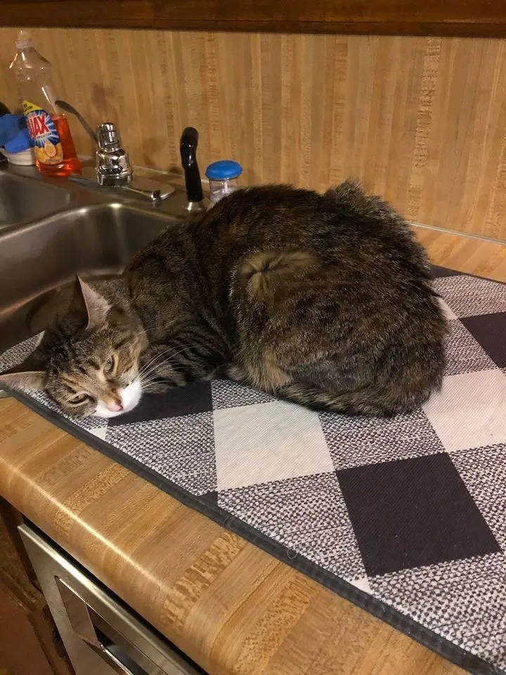 Lost cat in Stone Mountain, GA, 30087