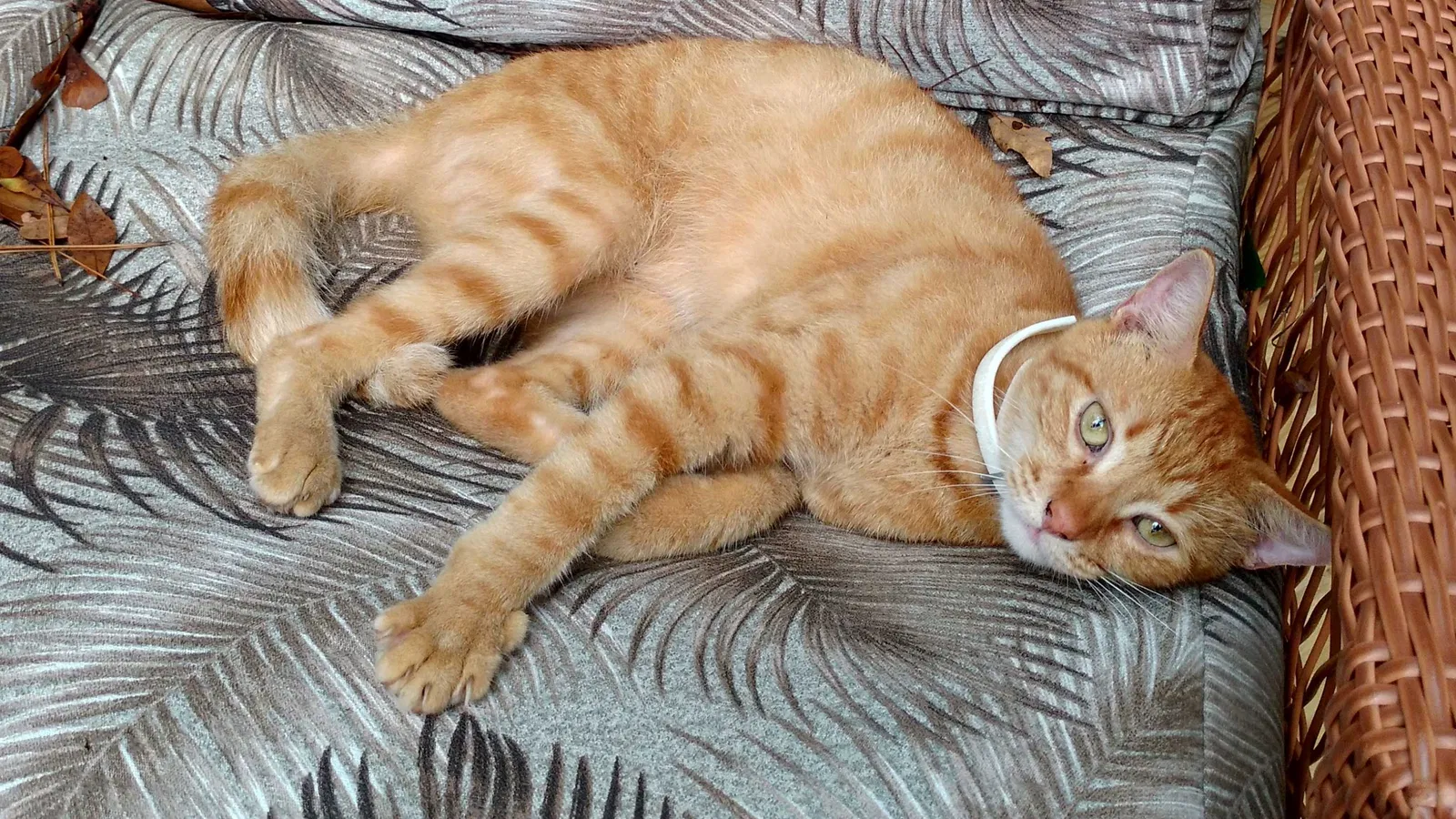 Lost cat in Tallahassee, FL, 32303