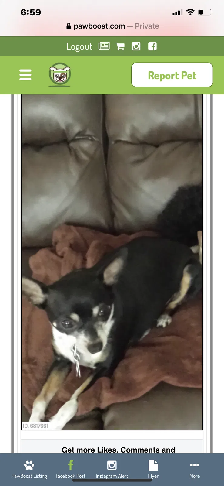 Lost dog in Miami, FL, 33186