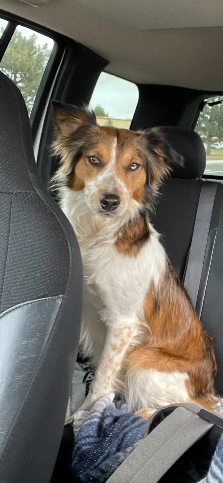 Lost dog in Murphy, ID, 83650