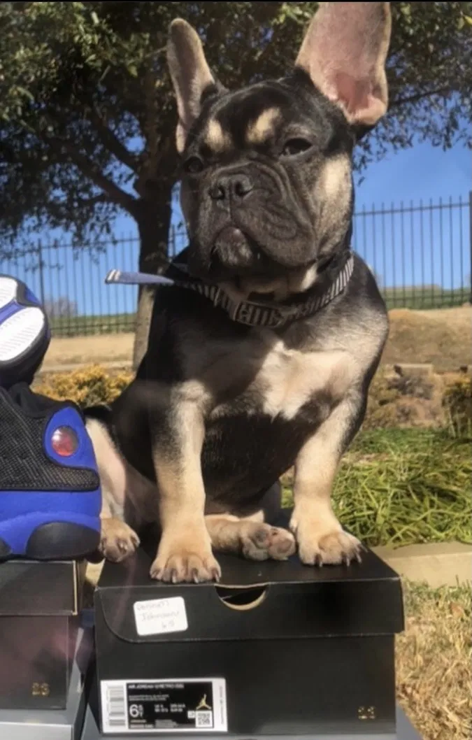 Lost dog in Fort Worth, TX, 76112