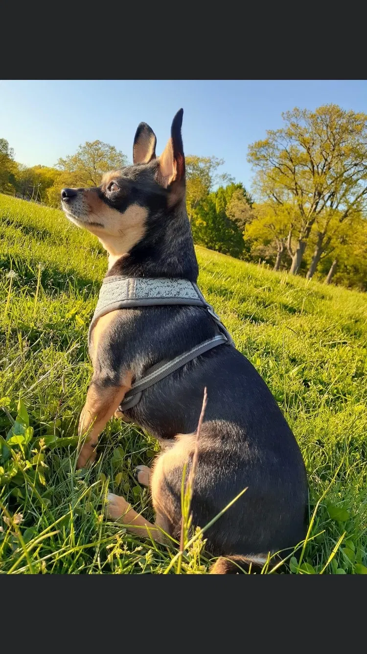 Lost dog in Worcester, MA, 1604