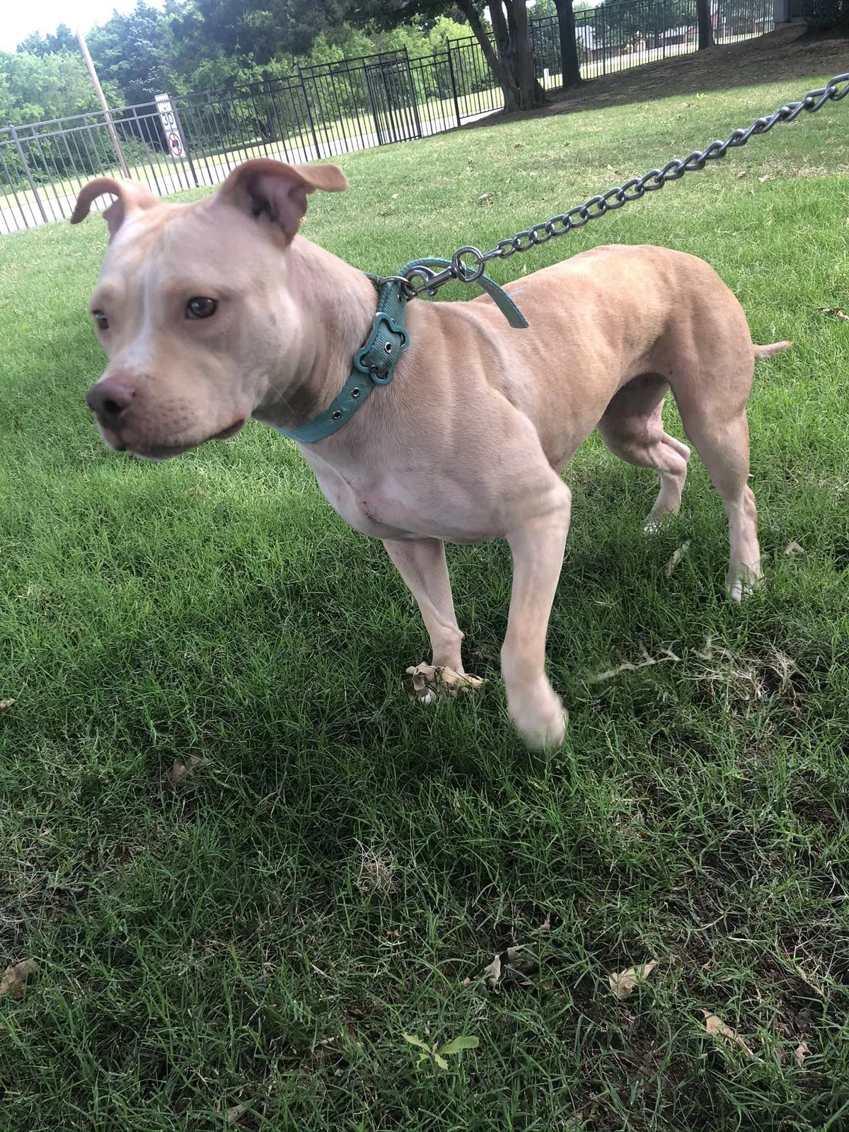 Lost dog in Fort Worth, TX, 76112