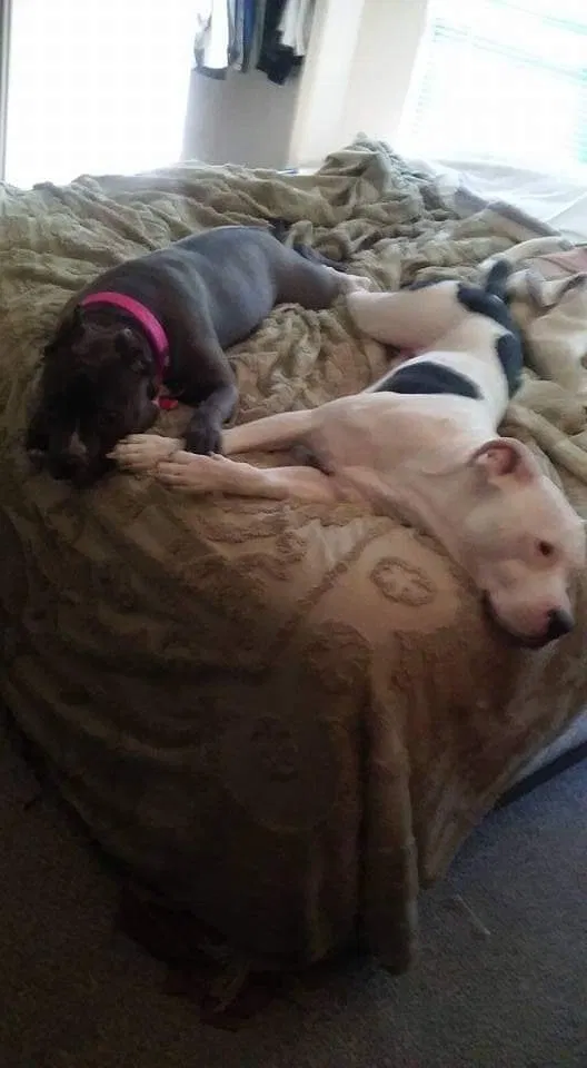 Lost dog in Berryville, AR, 72616
