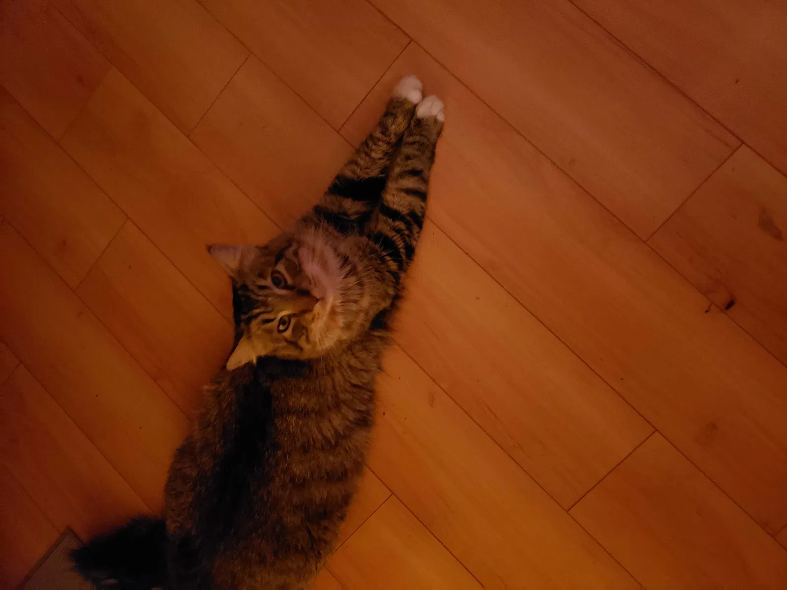 Lost cat in Cobb, CA, 95426