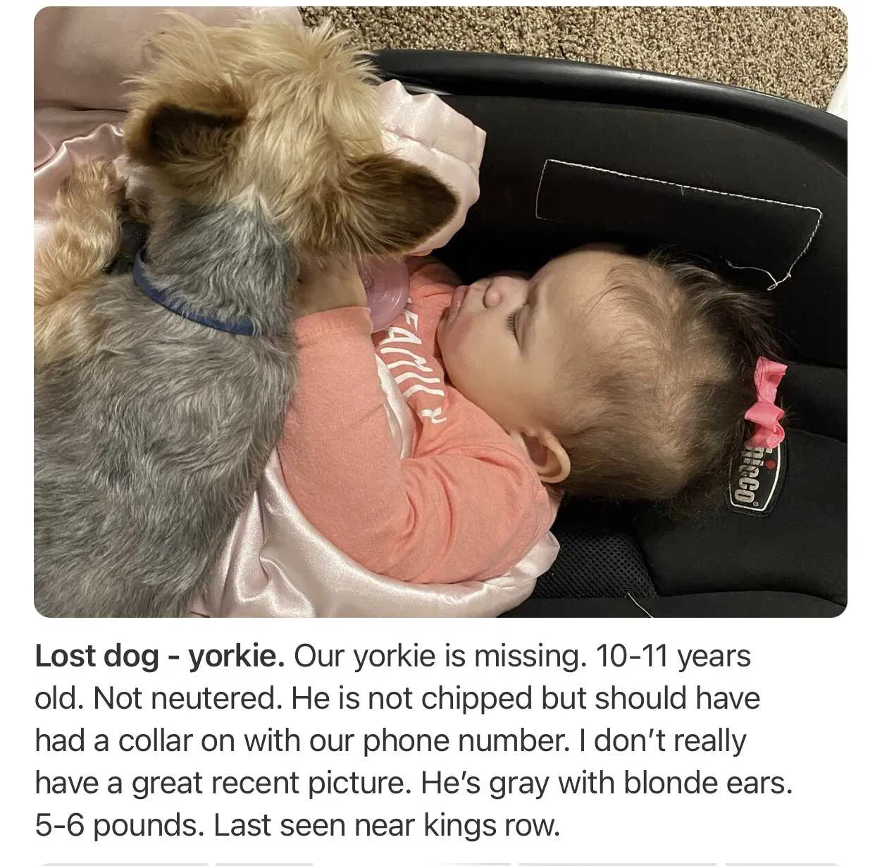 Lost dog in Denton, TX, 76208