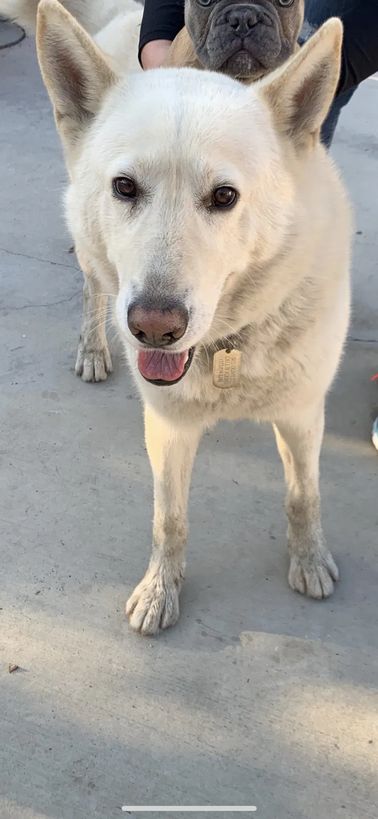 Lost dog in Huntington Park, CA, 90255